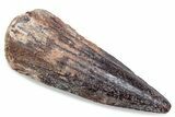 Fossil Spinosaurus Tooth - Real Dinosaur Tooth #376441-1